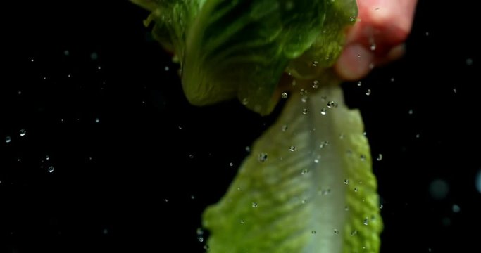 Lettuce green leaf salad slow motion water washing shot on Phantom Flex 4K