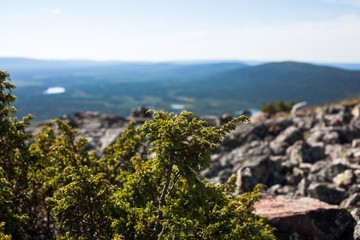 Summer in lapland, Finland