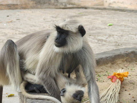 singe au temple de galta