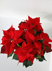 Poinsettia flower