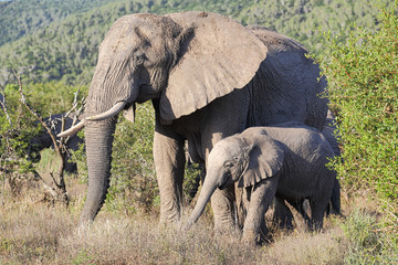 Elefantenkuh mit Elefantenjungem