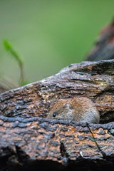Bank vole (Myodes glareolus) between split of deadwood in forest.