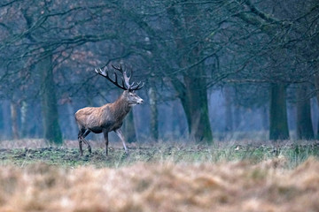 Red deer stag in meadow at edge of winter deciduous forest.
