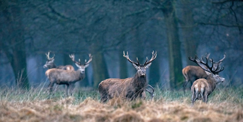 Red deer stag in high yellow grass looking towards camera.