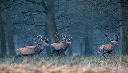 Herd of red deer stag walking from field into winter forest.