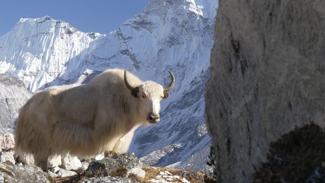 White yak in the Nepalese Himalayas. Snow-covered tops on the background. Steadicam shot.