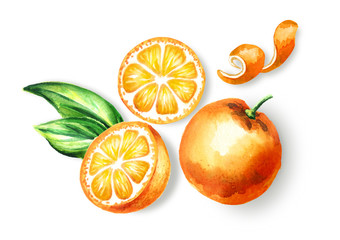Fresh Orange  fruit top view composition. Watercolor hand drawn illustration, isolated on white background