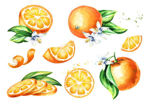 Fresh Orange fruit compositions collection. Watercolor hand drawn illustration, isolated on white background