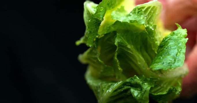 Lettuce green leaf salad slow motion water washing shot on Phantom Flex 4K