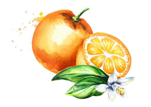Fresh orange fruit with flower and leaves composition. Watercolor hand drawn illustration, isolated on white background