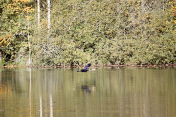 Cormorant flying close to water surface
