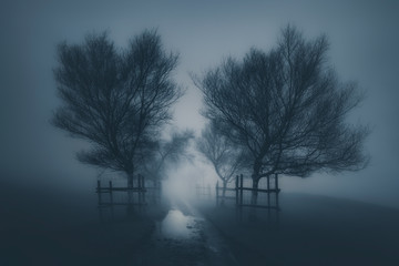 dark scary landscape with path surrounding by trees and fog