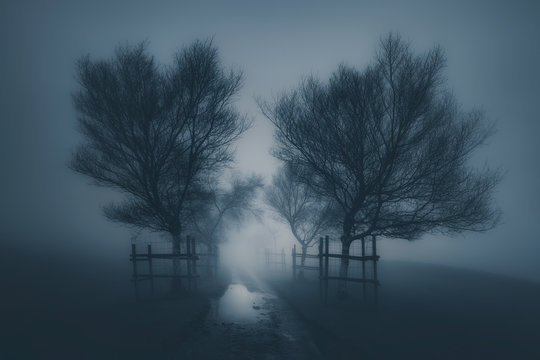 Fototapeta dark scary landscape with path surrounding by trees and fog