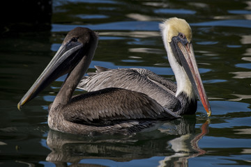 Two Pelicans on Water