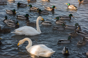 Obraz premium Beautiful white whooping swans swimming in the nonfreezing winter lake. The place of wintering of swans, Altay, Siberia, Russia.