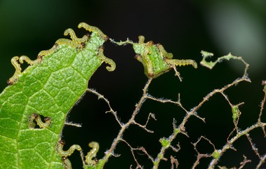 Larven/ Afterraupen/ Raupen der Weidenblattwespe (Nematus salicis; Pteronus salicis), auch Braungelbe Weidenblattwespe fressen an Weidenblatt (Salix), Niedersachsen, Deutschland, Europa