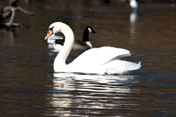 Swan Swimming 2