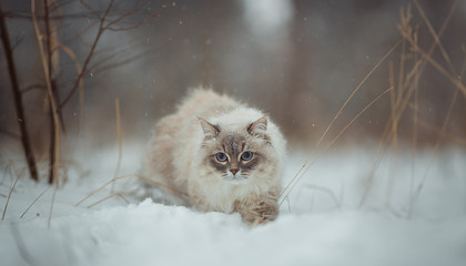 Neva masquerade cat winter  portrait  - 190409986