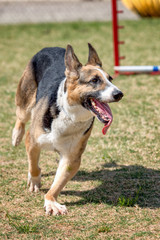 Tri Color German Shepherd