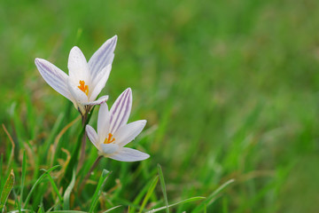 Beautiful crocus on sunny spring forest glade.