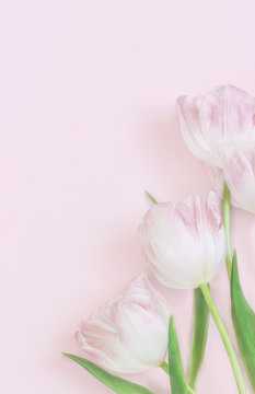 Blank  greeting card with  pink tulips on pink background, top view, mock up. Vertical format