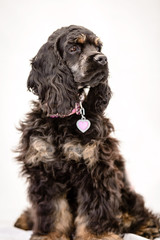 Beautiful Black Spaniel