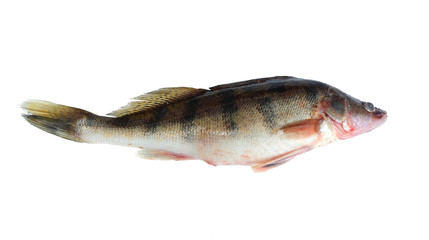 delicious nutritious fish. on white isolated background. for lovers of good nutrition.