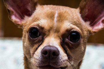 Dog looking at the camera