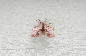 Moth on white wood