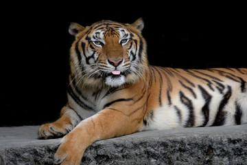 Close-up bengal tiger and black background.