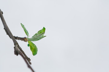 Green leaves in the spring, the snow melts