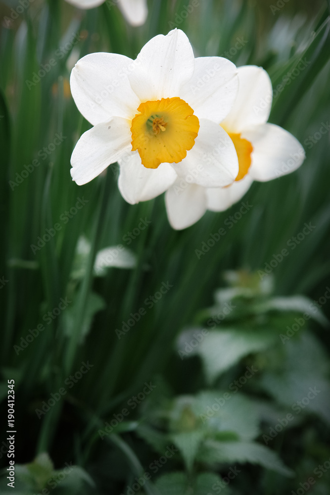 Wall mural Beautiful daffodil flowers in a spring garden.