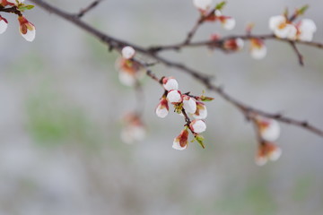 Tender apricot blossom buds and flowers in the spring