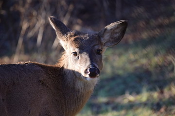Deer