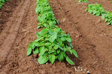 Rows of potato plants in in rural Prince Edward Island, Canada.