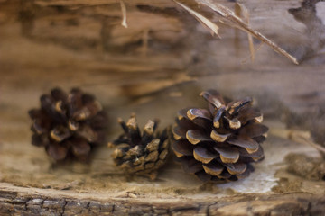 A nice autumn composition with pine cone.