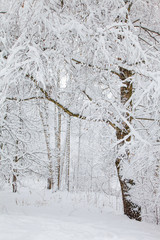 tunnel of snowy trees in the forest