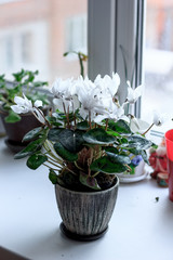 Beautiful white cyclamen flower in a ceramic flower pot as home plant.