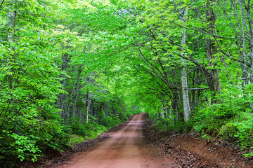Clay dirt road through rural Prince Edward Island, Canada.