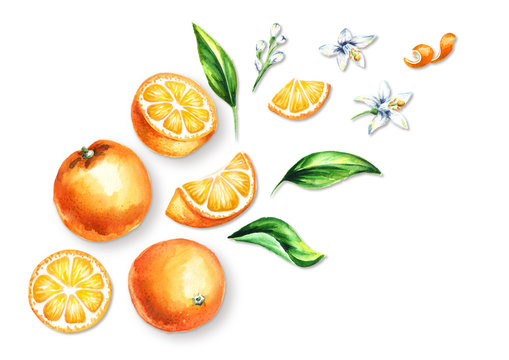 Fresh Orange  fruits, leaves and flowers top view composition. Watercolor hand drawn illustration, isolated on white background