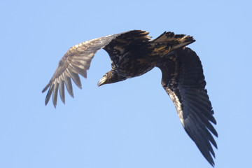 White tailed eagle