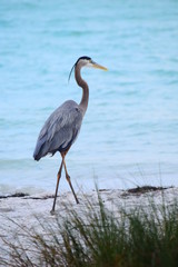 Fototapeta premium Florida water birds