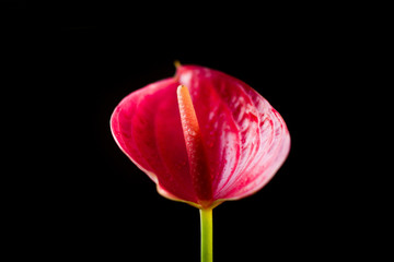 Red anthurium flower over a black background.