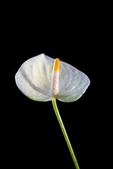 White anthurium flower over a black background.
