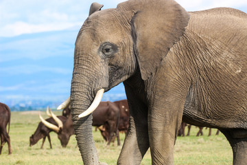 African elephant with Ankole cattle