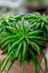 Peperomia ferreyrae in a clay pot as home plant.