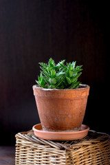 Beautiful aloe juvenna in a clay flower pot.