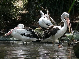 White Pelicans on the shady banks of a pond 