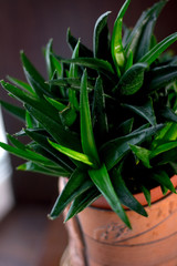 Beautiful aloe black gem in a flower pot.