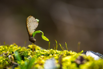 Frueh Jahr Lenz Frisch Blume Blueh Baum Knospe Blatt Ahorn Spross